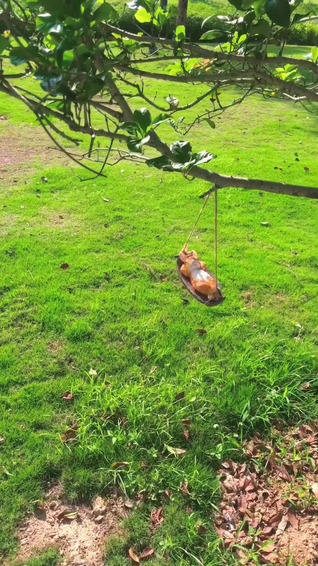 Rabbit swing hanging from a tree branch over a green lawn