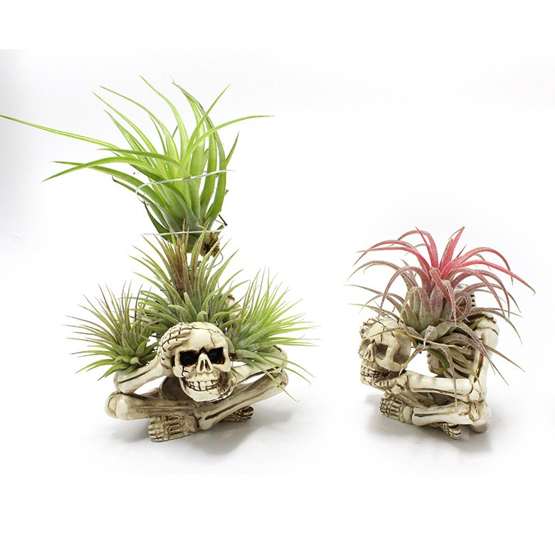 Silver coiled spring holder with green air plants on skeleton figure