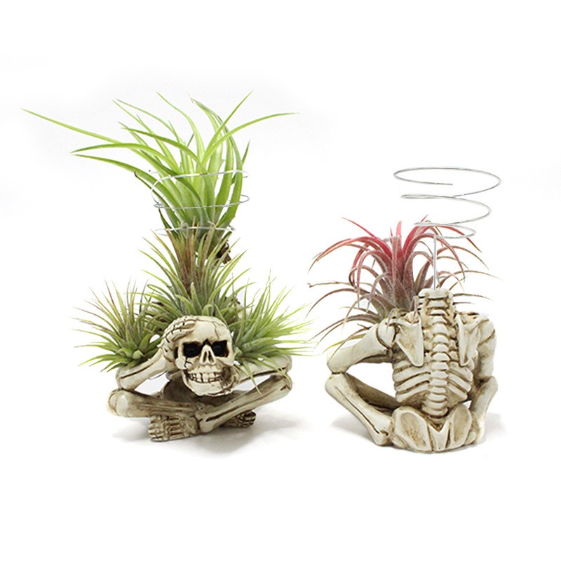 Two skeleton air plant holders with green and red-tipped plants on shelf