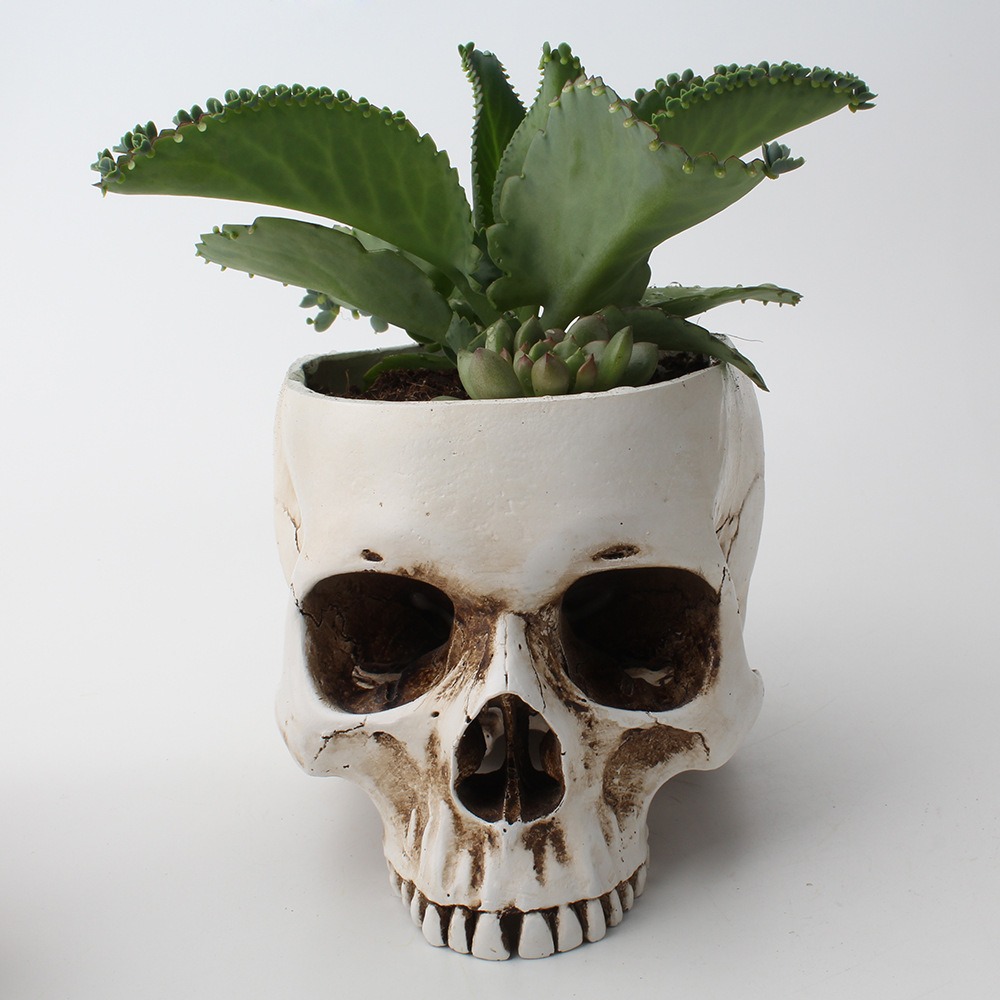 Front view of skull planter with succulent in the open crown
