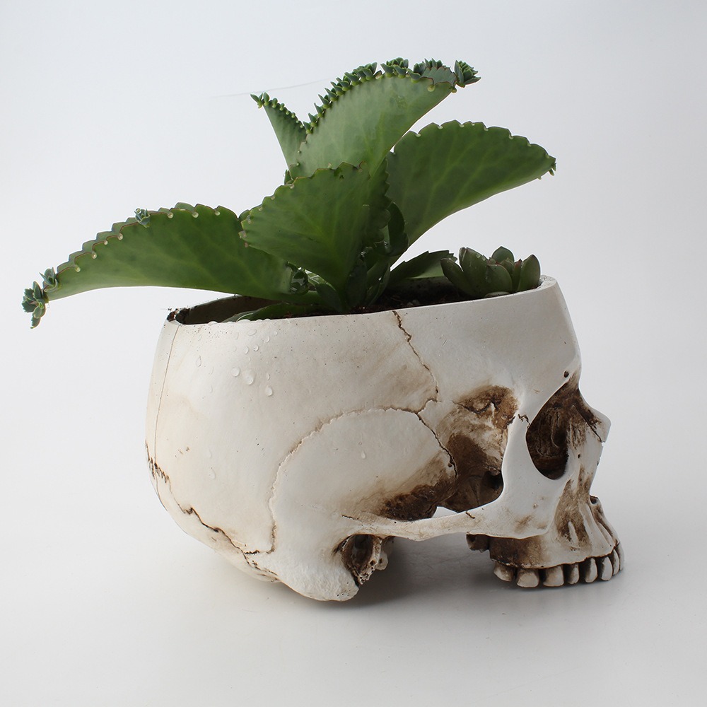 Side view of skull planter showing the open crown for planting