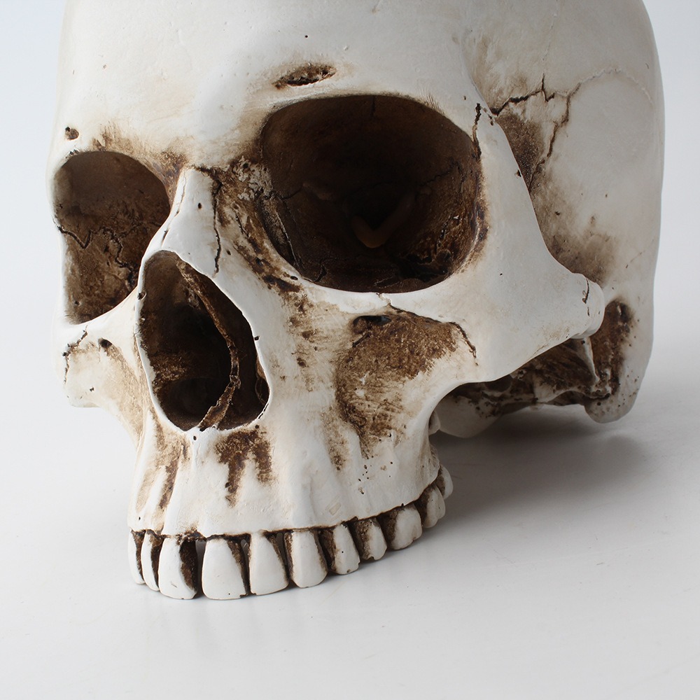 Close-up of skull face showing sculpted teeth and eye sockets