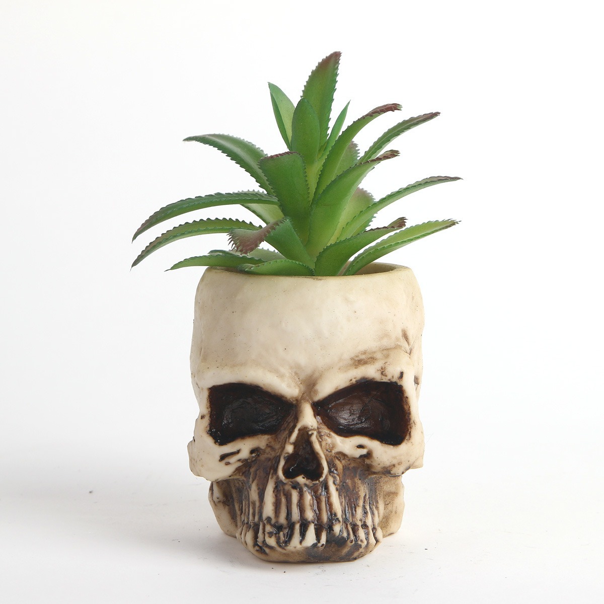 Top view of skull planter open crown holding a green faux succulent