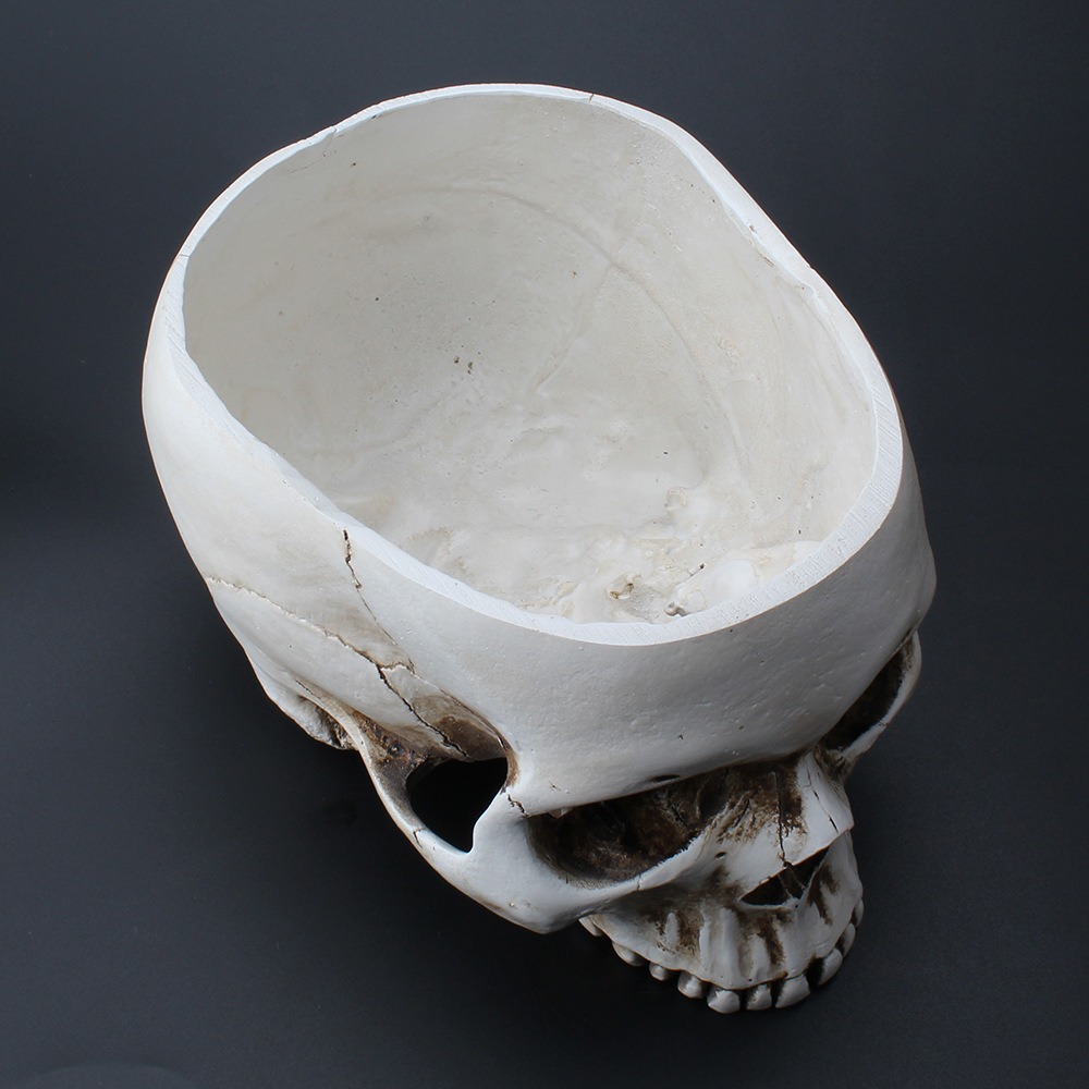 Skull-shaped resin planter in soft daylight on a light surface