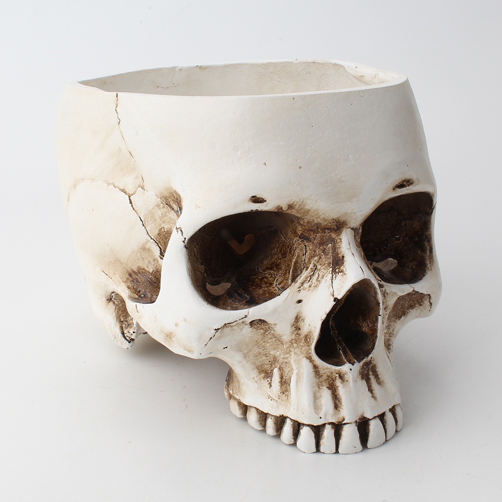 Skull planter with a succulent set in a light desk setting