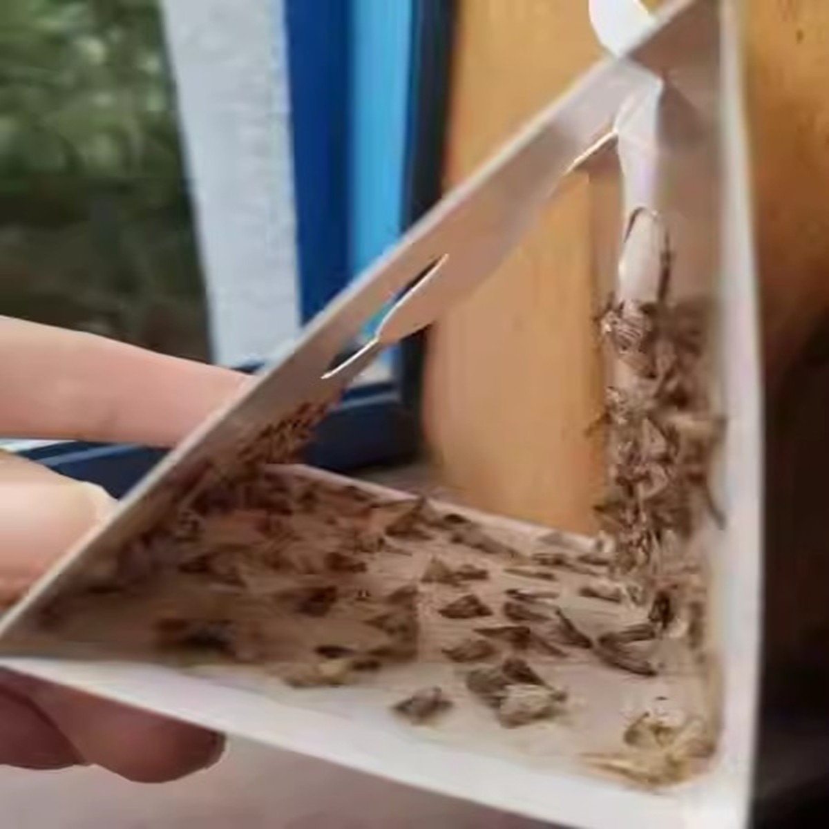 Close-up of glue surface holding several captured moths