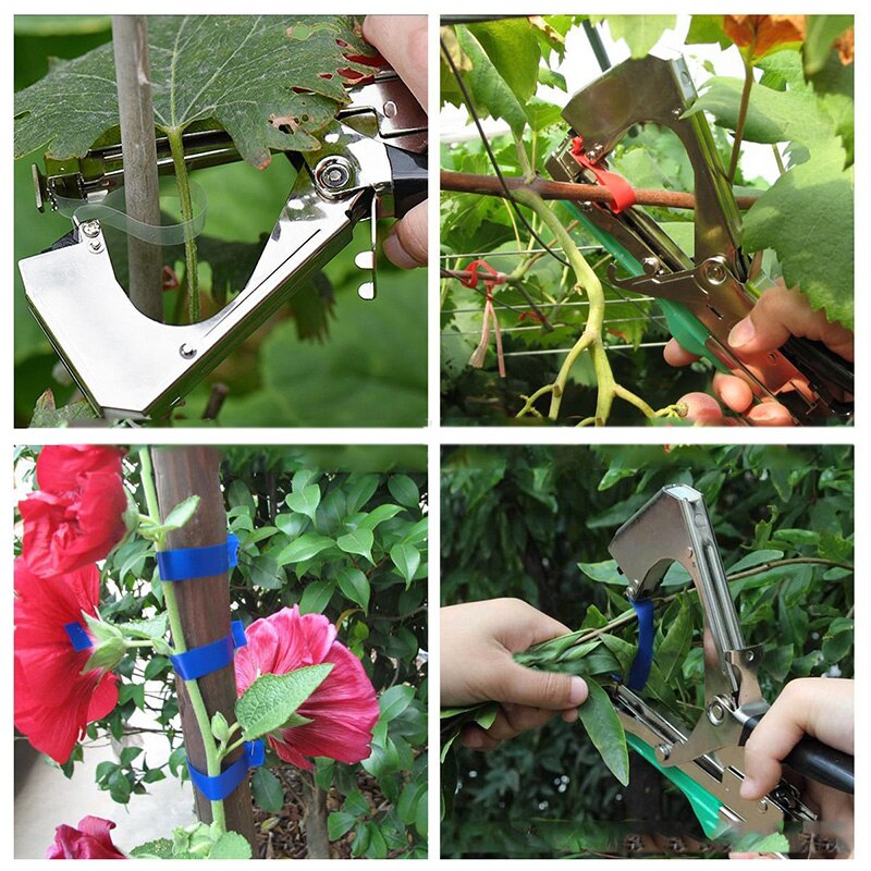 Grape vines and flowering stems tied to a stake with tape